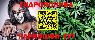 шишки Кингисепп